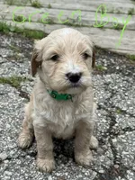 Green collar  Boy, a male Goldendoodle for sale in Lapeer, MI – 1 of 6