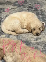 Pink collar girl, a female Goldendoodle for sale in Lapeer, MI – 1 of 7