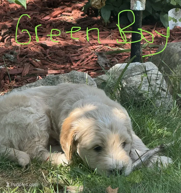 Green loving boy – Goldendoodle puppy for sale in Lapeer, MI