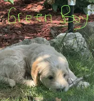 Green loving boy, a male Goldendoodle for sale in Lapeer, MI – 1 of 6