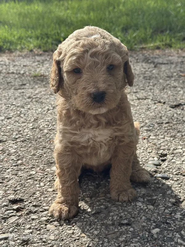 Red boy – Goldendoodle puppy for sale in Lapeer, MI