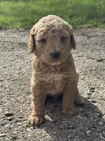 Red boy, a male Goldendoodle for sale in Lapeer, MI – 1 of 3