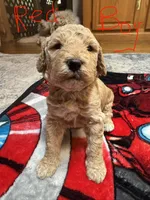 Red boy, a male Goldendoodle for sale in Lapeer, MI – 2 of 3
