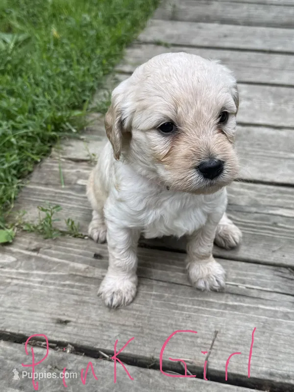 Pink girl – Goldendoodle puppy for sale in Lapeer, MI