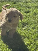 Red collar boy, a male Goldendoodle for sale in Lapeer, MI – 5 of 7
