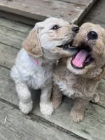 Green loving boy, a male Goldendoodle for sale in Lapeer, MI – 4 of 6