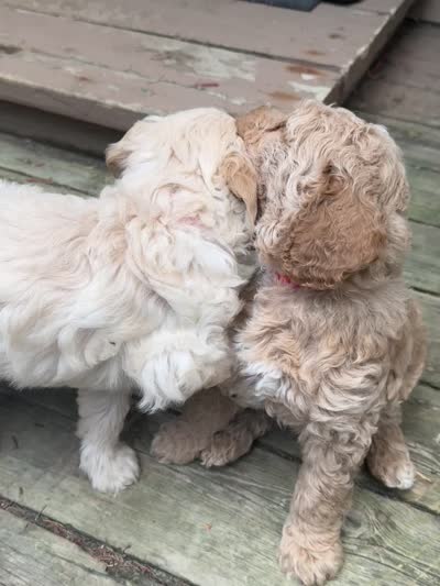 Green loving boy, a male Goldendoodle for sale in Lapeer, MI – 6 of 6