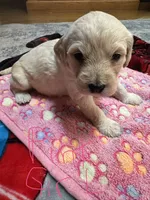 Pink girl, a female Goldendoodle for sale in Lapeer, MI – 1 of 2
