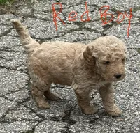 Red collar boy, a male Goldendoodle for sale in Lapeer, MI – 3 of 7