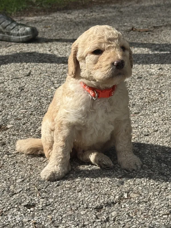 Orange boy – Goldendoodle puppy on hold in Lapeer, MI
