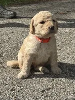 Orange boy, a male Goldendoodle for sale in Lapeer, MI – 1 of 1