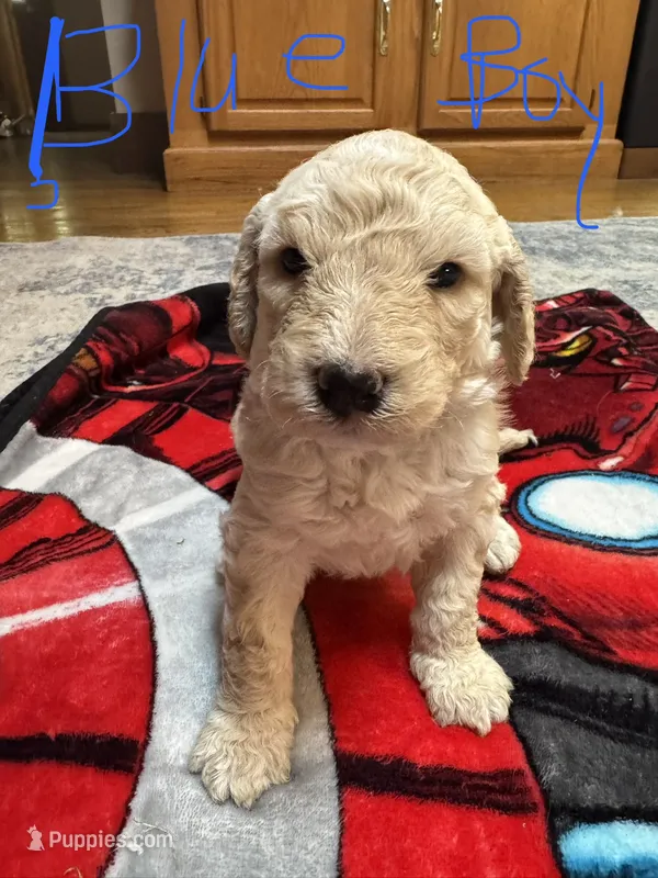 Blue boy – Goldendoodle puppy on hold in Lapeer, MI