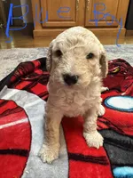 Blue boy, a male Goldendoodle for sale in Lapeer, MI – 1 of 2