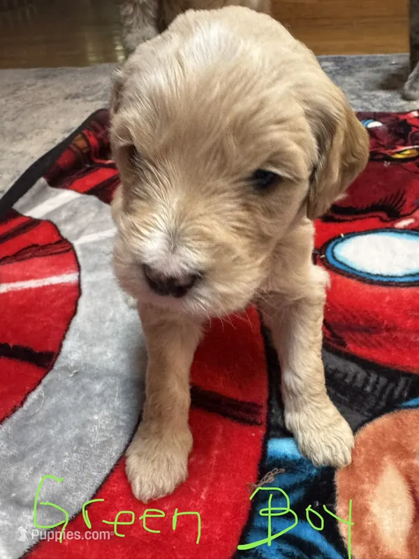 Green Boy – Goldendoodle puppy for sale in Lapeer, MI