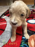 Green Boy, a male Goldendoodle for sale in Lapeer, MI – 1 of 2