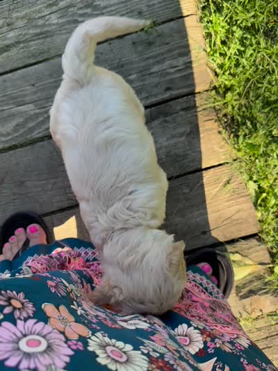 Pink collar girl, a female Goldendoodle for sale in Lapeer, MI – 6 of 7