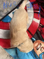 Blue boy, a male Goldendoodle for sale in Lapeer, MI – 2 of 2