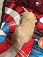 Red boy, a male Goldendoodle for sale in Lapeer, MI – 3 of 3