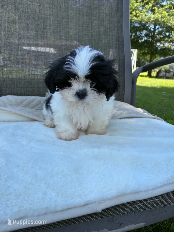 Boy – Shih Tzu puppy for sale in Elkton, VA