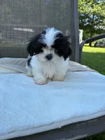 Boy, a male Shih Tzu for sale in Elkton, VA – 1 of 2