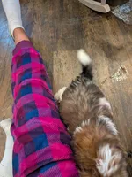 Brown black and white male, a male Shih Tzu for sale in Elkton, VA – 1 of 1