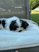 Boy, a male Shih Tzu for sale in Elkton, VA – 2 of 2