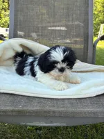 Black and white girl, a female Shih Tzu for sale in Elkton, VA – 1 of 3