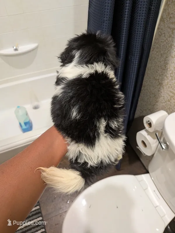 Black and white female – Shih Tzu puppy for sale in Elkton, VA