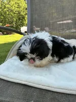 Black and white girl, a female Shih Tzu for sale in Elkton, VA – 3 of 3