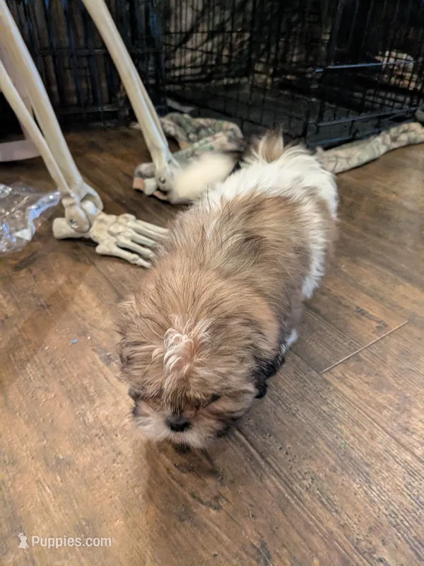 Brown and white male – Shih Tzu puppy for sale in Elkton, VA