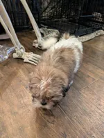 Brown and white male, a male Shih Tzu for sale in Elkton, VA – 1 of 1