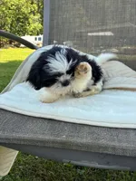 Black and white girl, a female Shih Tzu for sale in Elkton, VA – 2 of 3