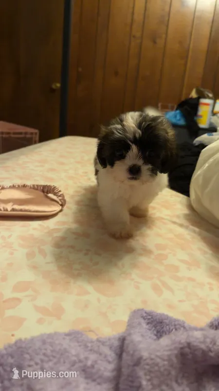Brown/white female – Shih Tzu puppy for sale in Elkton, VA