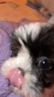 Brown/white female, a female Shih Tzu for sale in Elkton, VA – 2 of 2
