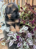 Autumn, a female German Shepherd Dog for sale in Watervliet, MI – 3 of 3