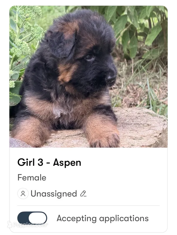 Aspen – German Shepherd Dog puppy for sale in Watervliet, MI