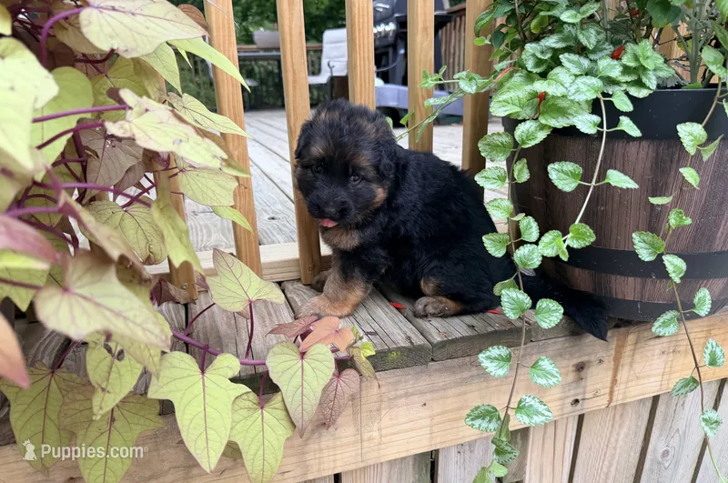 Autumn – German Shepherd Dog puppy for sale in Watervliet, MI