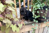 Autumn, a female German Shepherd Dog for sale in Watervliet, MI – 1 of 3