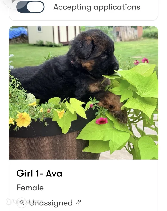 Ava – German Shepherd Dog puppy for sale in Watervliet, MI