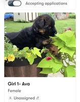 Ava, a female German Shepherd Dog for sale in Watervliet, MI – 1 of 2