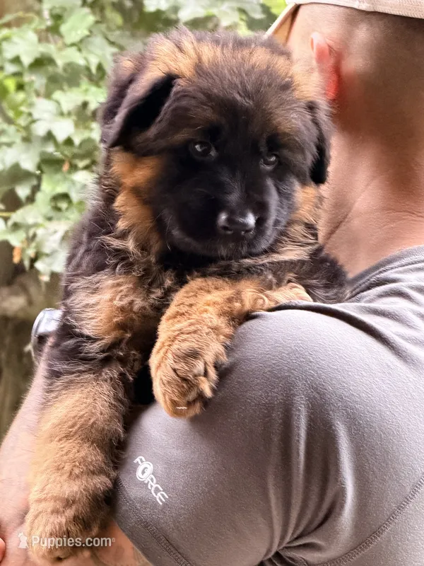 Autumn  – German Shepherd Dog puppy for sale in Watervliet, MI