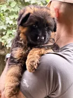 Autumn , a female German Shepherd Dog for sale in Watervliet, MI – 1 of 4