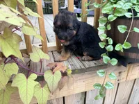 Ava, a female German Shepherd Dog for sale in Watervliet, MI – 2 of 2