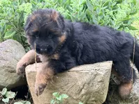 Aspen, a female German Shepherd Dog for sale in Watervliet, MI – 2 of 2