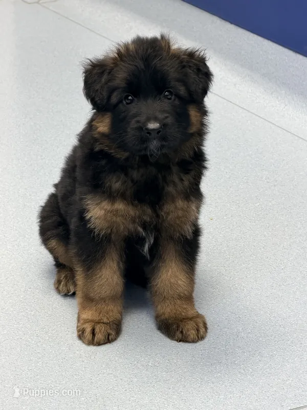 Autumn – German Shepherd Dog puppy for sale in Watervliet, MI