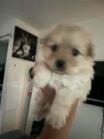 Pomapoo, a female Pomapoo for sale in Los Angeles, CA – Photo 2 of 2