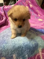 Pomapoo, a female Pomapoo for sale in Los Angeles, CA – Photo 1 of 2