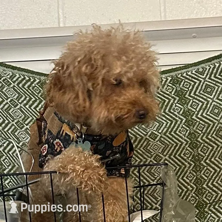 Toy maltipo, a male Poodle - Toy  for sale in Los Angeles, CA – Photo 1 of 1