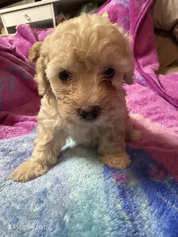 Maltipoo  – Maltipoo puppy for sale in Los Angeles, CA