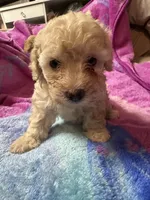 Maltipoo , a female Maltipoo for sale in Los Angeles, CA – 1 of 1